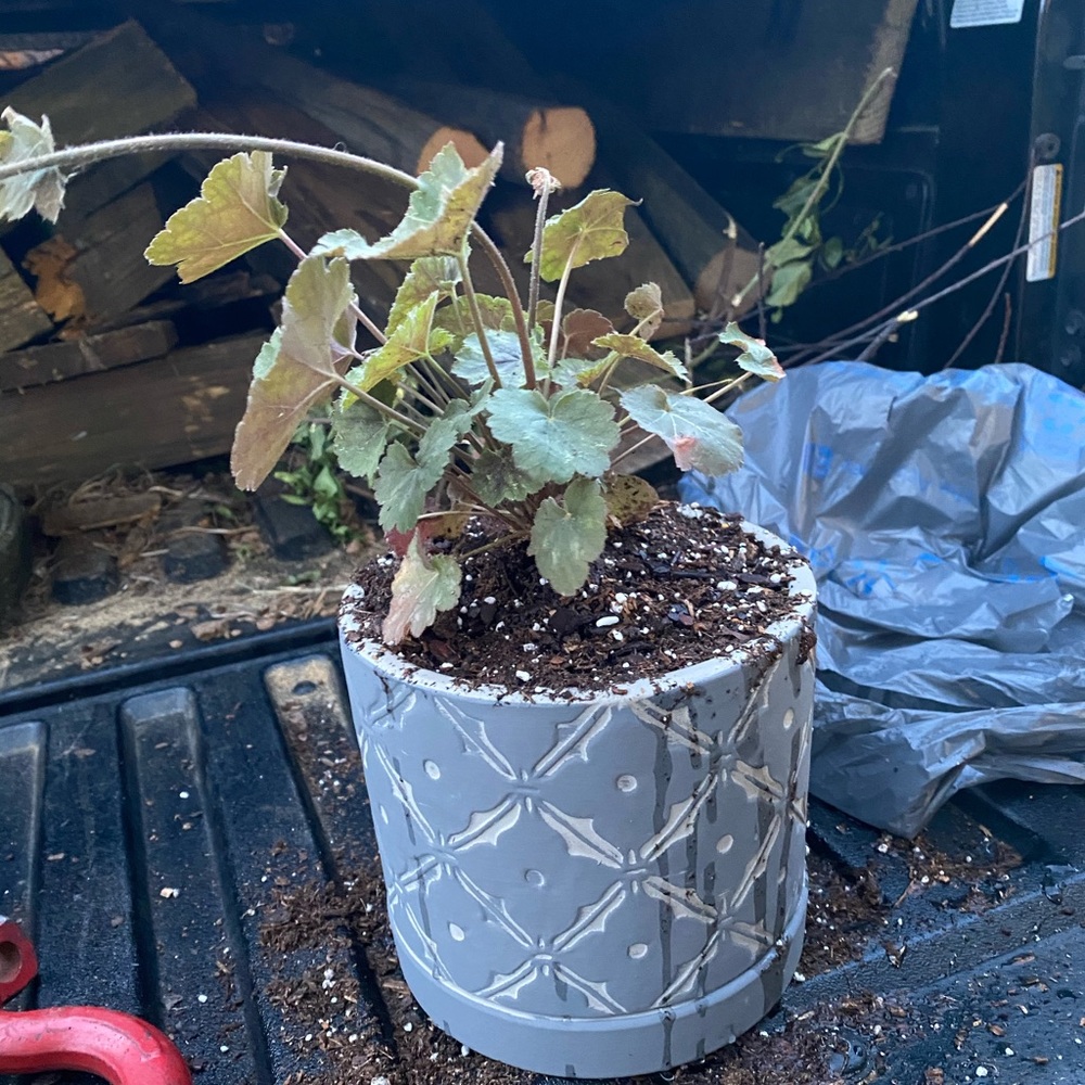 Meet your Posher, Ann-marie